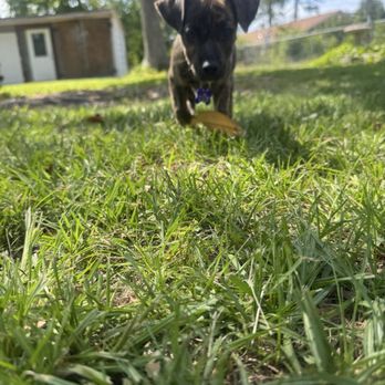 Saving Grace Animals For Adoption - Meet Nola, such a sweet girl!!!! - Community Service/Non-Profit Near Me - Wake Forest, North Carolina Saving Grace Animals For Adoption - Meet Nola, such a sweet girl!!!! - Community Service/Non-Profit Near Me - Wake Forest, North Carolina