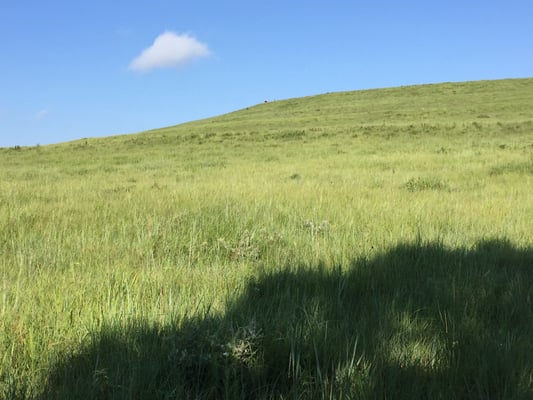 Konza Prairie Biological Station by null