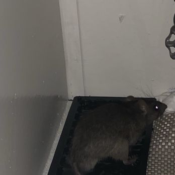 Buchanan Property Management - Squirrel sized rat underneath the sink - Property Management Near Me - San Diego, California