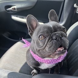 Luna my Frenchie Luna my Frenchie