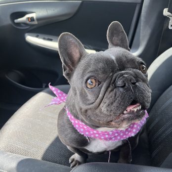 Honest Groomers - Luna my Frenchie - Pet Groomers Near Me - South Gate, California Honest Groomers - Luna my Frenchie - Pet Groomers Near Me - South Gate, California