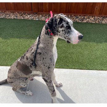 All Dogs Unleashed - Pet Training Near Me - Bossier City, Louisiana All Dogs Unleashed - Pet Training Near Me - Bossier City, Louisiana