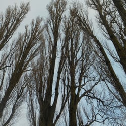 Gartenbauverein Rückersweg von 1934 e.V.