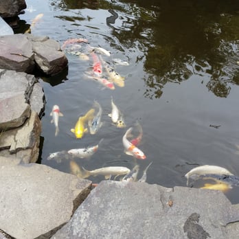High Hand Nursery - Pretty koi. - Nurseries & Gardening Near Me - Loomis, California