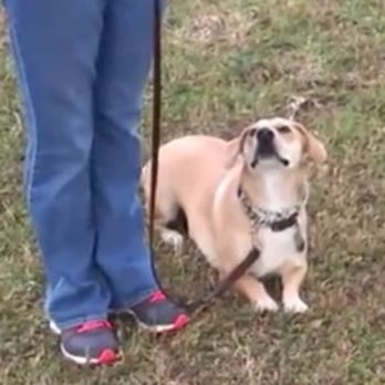 Tripp's Dog Training - Pet Training Near Me - St. Petersburg, Florida Tripp's Dog Training - Pet Training Near Me - St. Petersburg, Florida