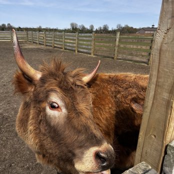 Three Miracles Farm - Cow (SO CUTE!) - Attraction Farms Near Me - Wrightstown, New Jersey Three Miracles Farm - Cow (SO CUTE!) - Attraction Farms Near Me - Wrightstown, New Jersey