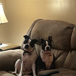 Fayette Veterinary Hospital