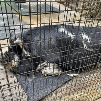 Greenville Zoo - Farmhouse pig - Zoos Near Me - Greenville, South Carolina