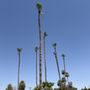 Tlacuache Landscaping