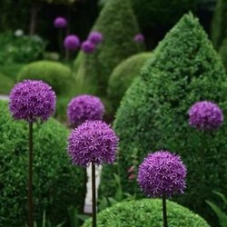 Hedges & Gardens