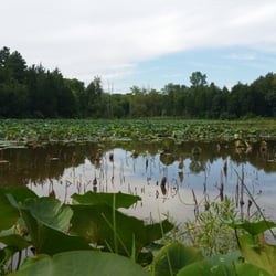 Adams Lake State Park - Lots of lily pads