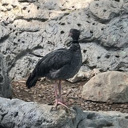 Texas State Aquarium - Bird