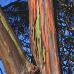 Ka'awa Loa Plantation - Rainbow Eucalyptus trees on the property