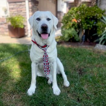 Golden Paw Mobile Spa - Pet Groomers Near Me Golden Paw Mobile Spa - Pet Groomers Near Me