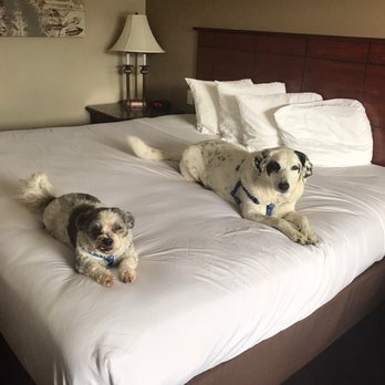 Best Western El Reno - Dog approved. - Hotels Near Me - El Reno, Oklahoma Best Western El Reno - Dog approved. - Hotels Near Me - El Reno, Oklahoma