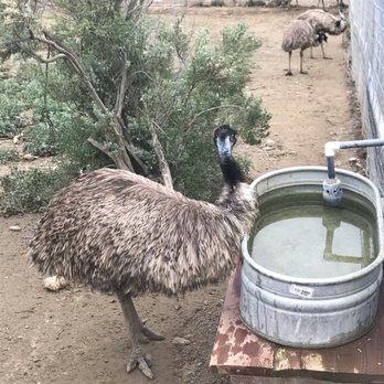 Ostrichland USA - Attraction Farms Near Me - Solvang, California