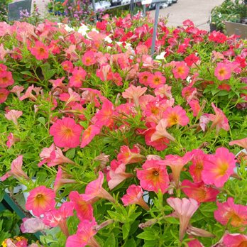 Covington's Nursery & Landscape - Nurseries & Gardening Near Me - Rowlett, Texas