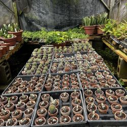 Interstate Greenhouse & Nursery - Succulents