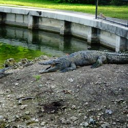 Palmetto Bay Village Center - Croc on east side of lake