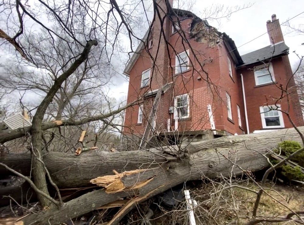 Du Mont's Tree Services - tree service in Pittsburgh, PA