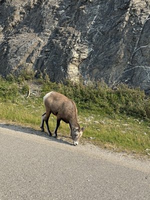 Miette Hot Springs by null
