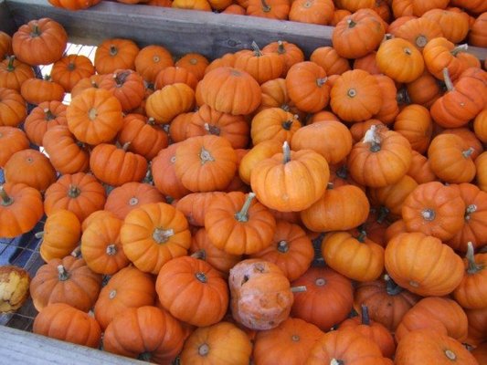 Curtis Orchard & Pumpkin Patch by null