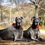 Photo of Ruff Adventures