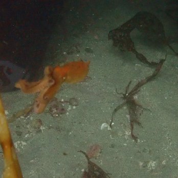 Aquarius Dive Shop - One of 3 octopus we saw on our dive! - Dive Shops Near Me - Monterey, California