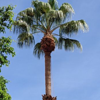 Alex's Tree Services - Alex did a great job pruning this palm tree. He also went over and above and cleaning up afterwards. - Tree Services Near Me Alex's Tree Services - Alex did a great job pruning this palm tree. He also went over and above and cleaning up afterwards. - Tree Services Near Me