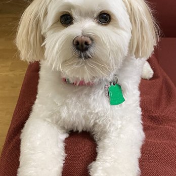 K-9 Kourt - Pet Groomers Near Me - Grapevine, Texas K-9 Kourt - Pet Groomers Near Me - Grapevine, Texas