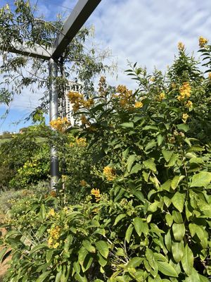 McGovern Centennial Gardens by null
