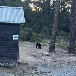 PSEA Camp Wishon - Bear at the tent site area
