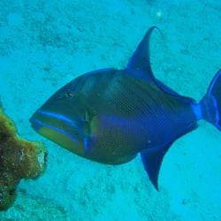 Adam's Scuba University