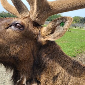 Olympic Game Farm - Hello friends, would you spare a minute to hear about... - Zoos Near Me - Sequim, Washington Olympic Game Farm - Hello friends, would you spare a minute to hear about... - Zoos Near Me - Sequim, Washington