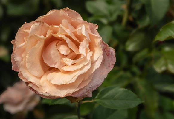 The Butchart Gardens by null