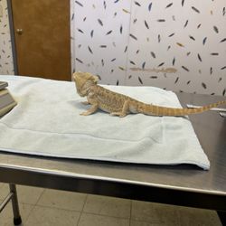 Barnum Animal Hospital - Lizard at the vet