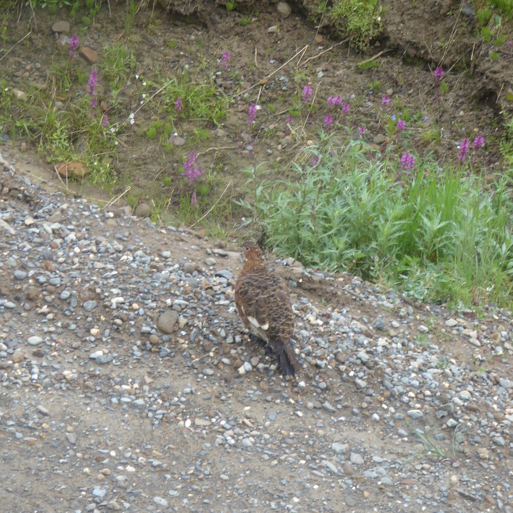 Denali National Park and Preserve - Parks Near Me