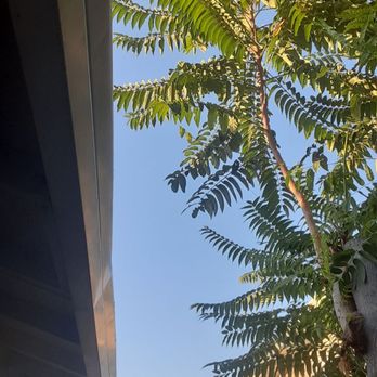 John N Eddie's Tree Care - Tree branch - Tree Services Near Me