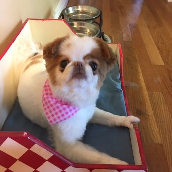 Pett Butler - This is Dot - Pet Groomers Near Me - Denver, Colorado Pett Butler - This is Dot - Pet Groomers Near Me - Denver, Colorado