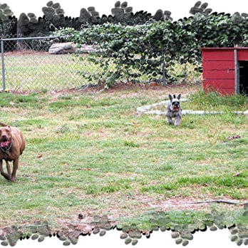 Perfect Pet Solutions - Pet Training Near Me - Bastrop, Texas Perfect Pet Solutions - Pet Training Near Me - Bastrop, Texas