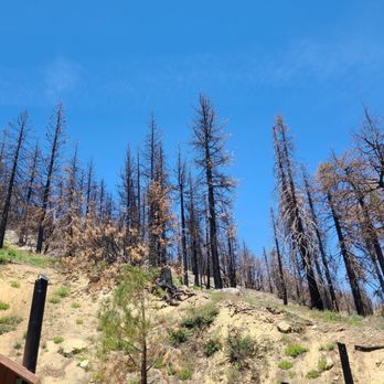 Buckhorn Campground - Walking towards the trail in the back. You can see the fire damage. - Campgrounds Near Me - Arcadia, California