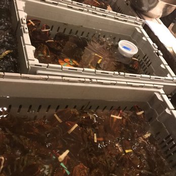 Scales - Lobster tank! - Seafood Near Me - Portland, Maine Scales - Lobster tank! - Seafood Near Me - Portland, Maine