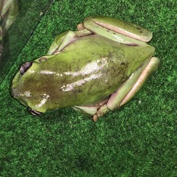 S & S Exotic Animals - Looks so much worse with flash - Pet Stores Near Me - Houston, Texas