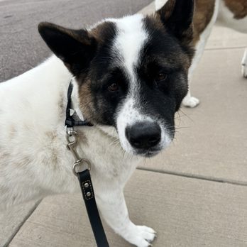 Ducky for Dogs - Dog Walkers Near Me