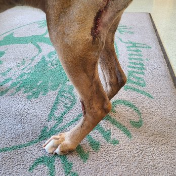 Aggie Animal Clinic - Picking up from his Mast Cell Tumor Removal - Veterinarians Near Me - Dixon, California Aggie Animal Clinic - Picking up from his Mast Cell Tumor Removal - Veterinarians Near Me - Dixon, California