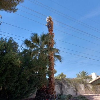 Sequoia Tree Service - Tree Services Near Me - Las Vegas, Nevada Sequoia Tree Service - Tree Services Near Me - Las Vegas, Nevada