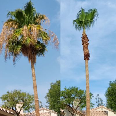 Tree Services - Tree Services Tree Services - Tree Services