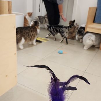 Cat Cafe MOFF Pearlridge Center - Themed Cafes Near Me - Aiea, Hawaii Cat Cafe MOFF Pearlridge Center - Themed Cafes Near Me - Aiea, Hawaii