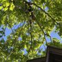 Photo of Lamontagne Landscaping and Tree Services