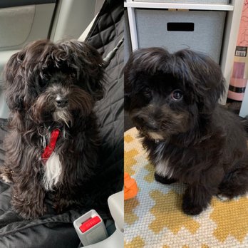 Masterpiece Canine Spa - Side by side before (L) and after (R) - Pet Groomers Near Me - Washington, DC, District of Columbia